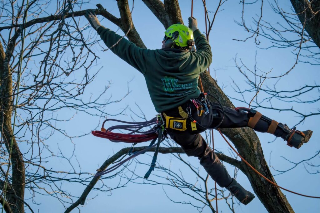 Tree Pruning Pricing