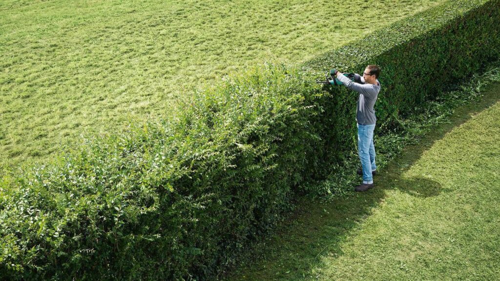 Hedge Maintenance Tips