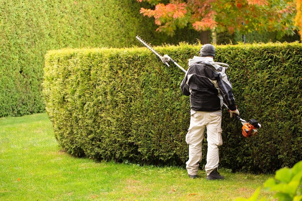 Essential Hedge Maintenance Tips for Homeowners