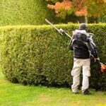 Essential Hedge Maintenance Tips for Homeowners