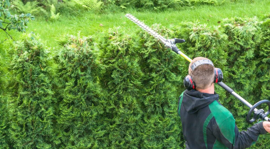 Hedge Maintenance Tips