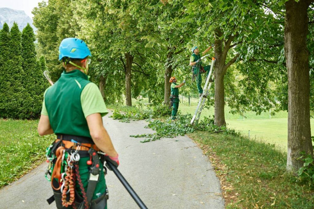 Tree Pruning Pricing